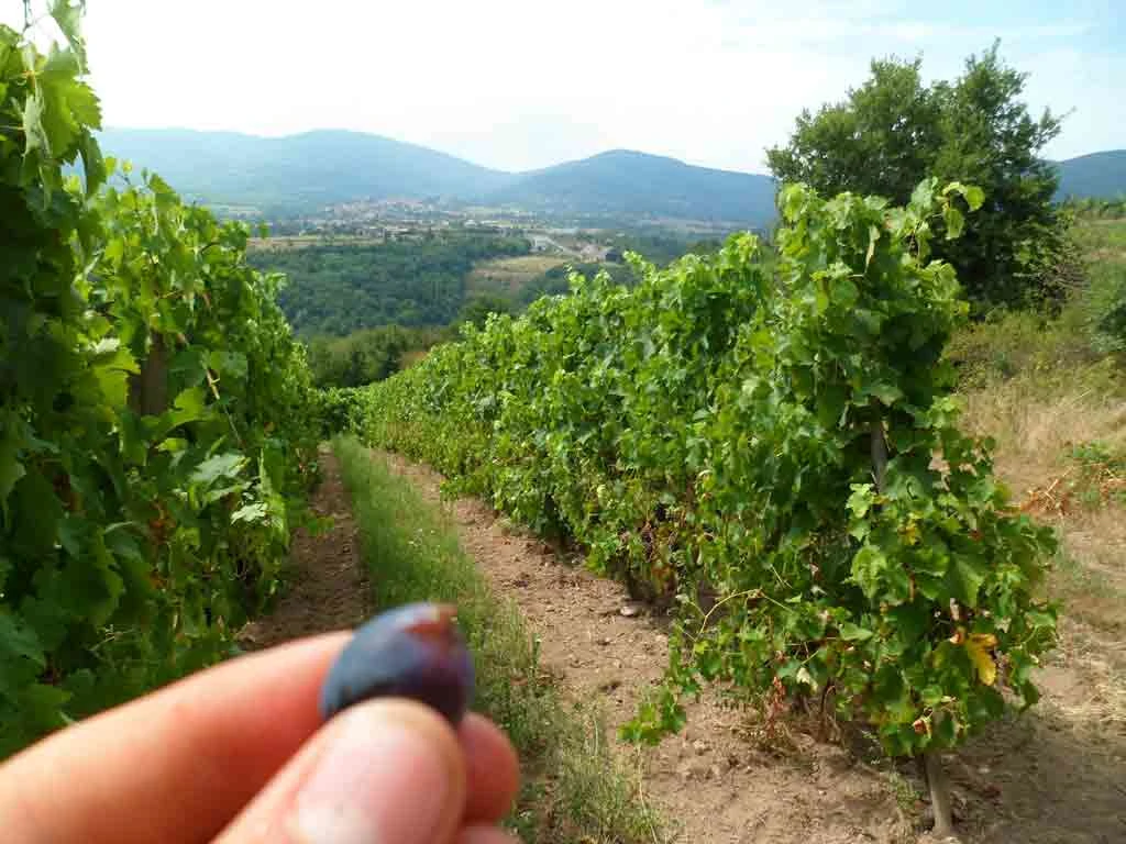 cepage domaine viticole bio