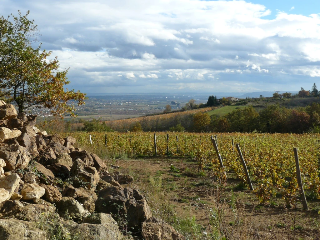 tracteur domaine viticole